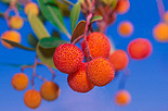 "Medronho", Erdbeerbaumfrucht