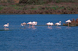 Flamingos in der Ria Formosa