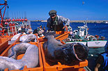 Fischanlandung im Hafen von Sagres